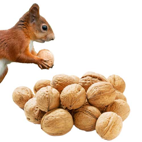 Eichhörnchen Walnüsse Miniaturbild 500 px